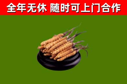 临川区烟酒回收冬虫夏草.jpg