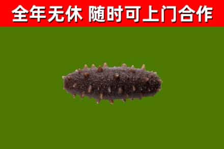 临川区烟酒回收干海参.jpg